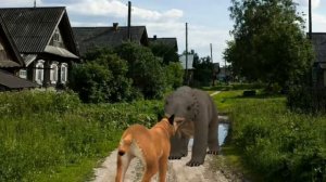 Колодец /страшилка/ •Wild Craft•