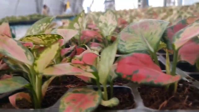Rise 'n' Shine Botanical Boutique Nursery Visit | 5000 Anthurium Plant