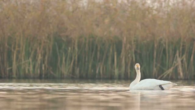 Kleine Zwaan - Cygnus Bewickii - Bewick's Swan