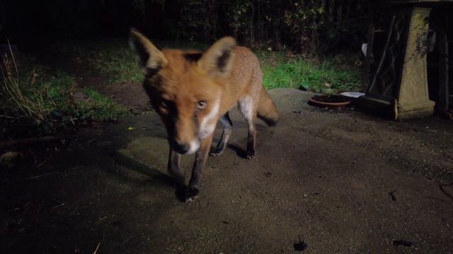 Fox Bites Me Gently
