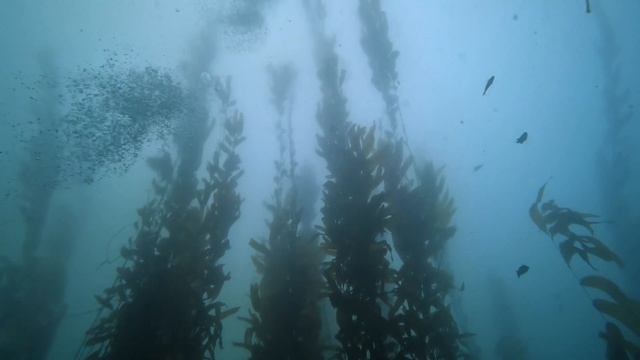 Kelp Forest Scuba Diving at McAbee Pinnacle & Aquarium Wall, Monterey, California, 10/08/22 смотреть онлайн