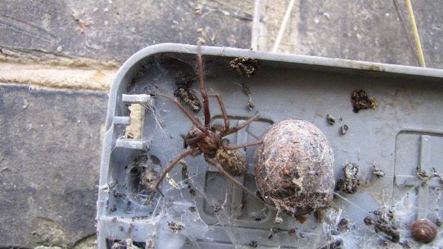 female spider.mov смотреть онлайн