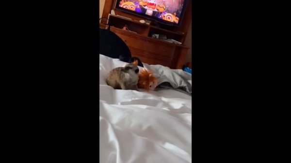 Бимба в Москве!