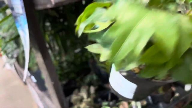 Come Houseplant Shopping With Me | Houseplant Haul!!!! смотреть онлайн