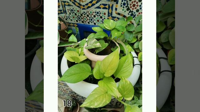Mes Plantes D'intérieur - My Indoor Plants - نباتاتي الداخلية
