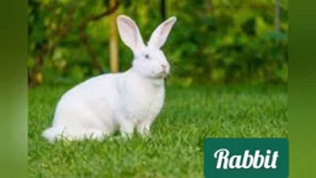 White Rabbit sounds смотреть онлайн