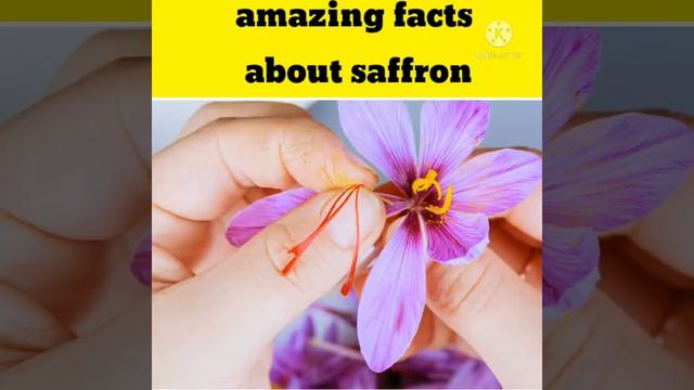 interesting facts about saffron #shorts #facts #YouTube shorts #fact2fact #a2motivation смотреть онлайн
