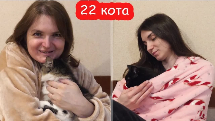 VLOG У нас 22 кота смотреть онлайн