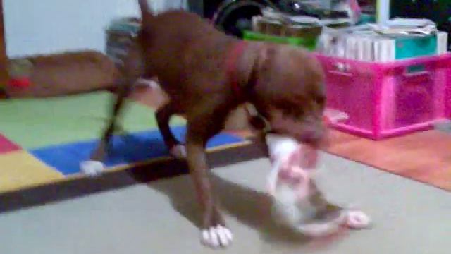 Люцик и Элвис