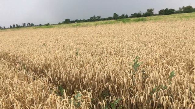 Уборка 2021 не по плану