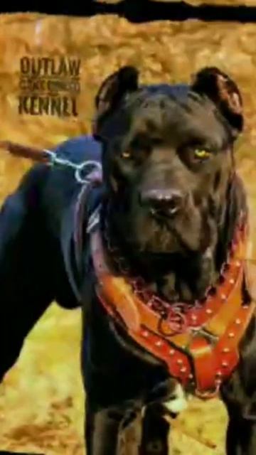 Can Corso Growth 📈 #dog #pitbulldog #doglover #barkbark #dogbreed #pitbull #pitbulldogbreed #sweet