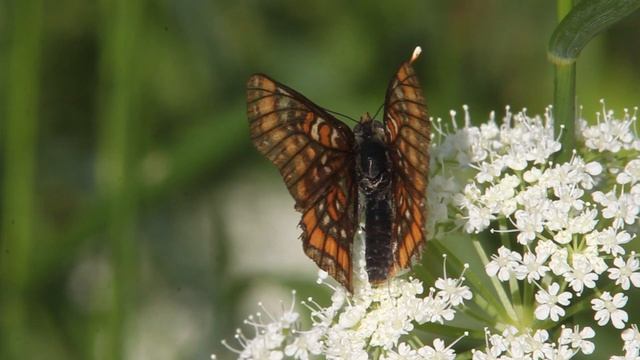 The scarce fritillary - Euphydryas maturna - Kirjoverkkoperhonen смотреть онлайн