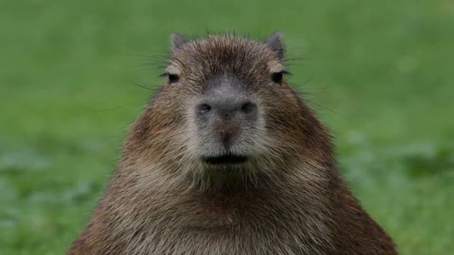 Capybara.exe смотреть онлайн