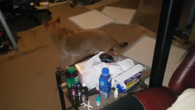 20 year old Dingo X Kelpie Hybrid Rusty going nuts at 4am. Note: a little profanity in the video смотреть онлайн