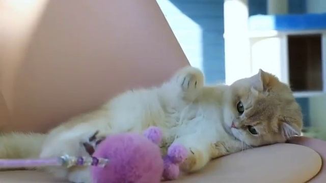 Мальчик Рафик в окрасе ay 12 ждёт родителей#котики #котята #купитькотенкамосква #купитькотенка #cat смотреть онлайн