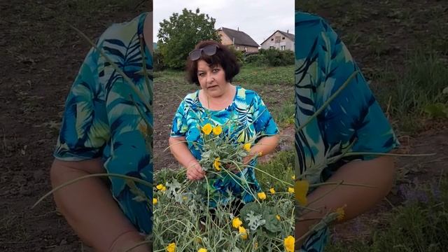 Мачок жовтий, мальва мавританська лікують кашель@7777borch.fito.