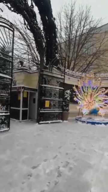 Москва новогодняя. Павлины в зоопарке