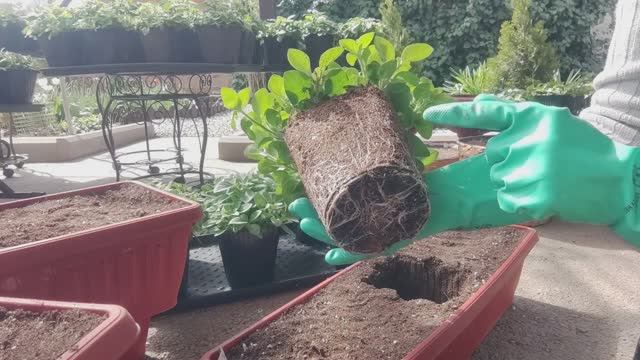 СЕКРЕТЫ успешной пересадки ПЕТУНИИ на ПМЖ в кашпо! смотреть онлайн