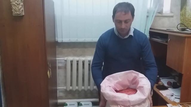 Озимый горох НС МОРОЗ. Сербский сорт озимого гороха МОРОЗ. Цена 33грн/кг