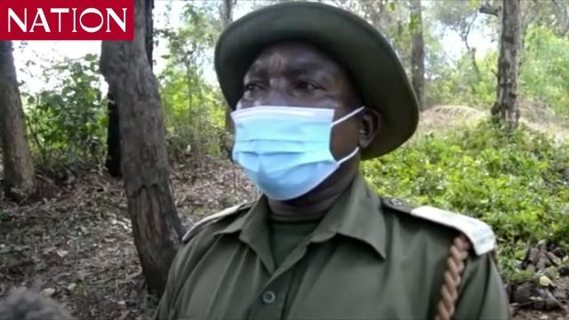 Maara Sub County Forest Officer tells residents to plant bluegum trees away from crop farms смотреть онлайн
