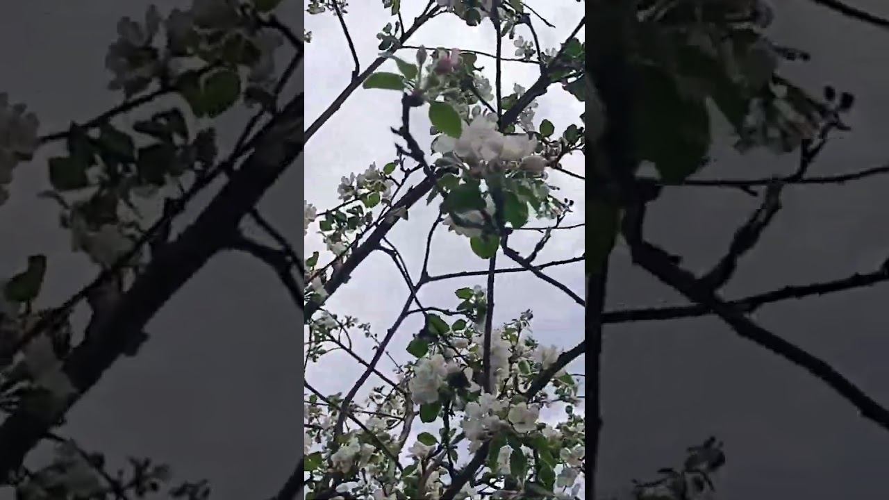 Когда яблони цветут смотреть онлайн