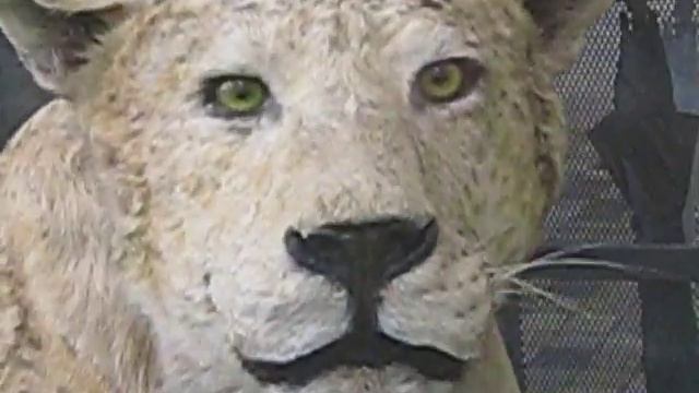 LEOPON　- the animal born between LION and LEOPARD - смотреть онлайн