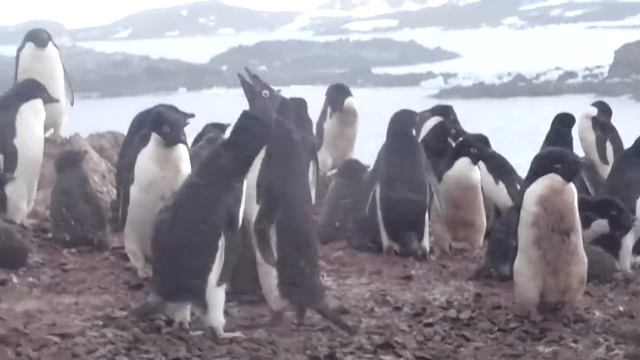 Song of the Penguin смотреть онлайн