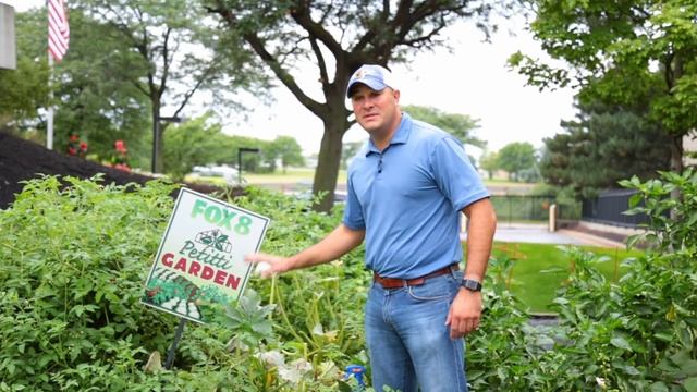 PETITTI Garden Update & Late Summer Blooming Perennials
