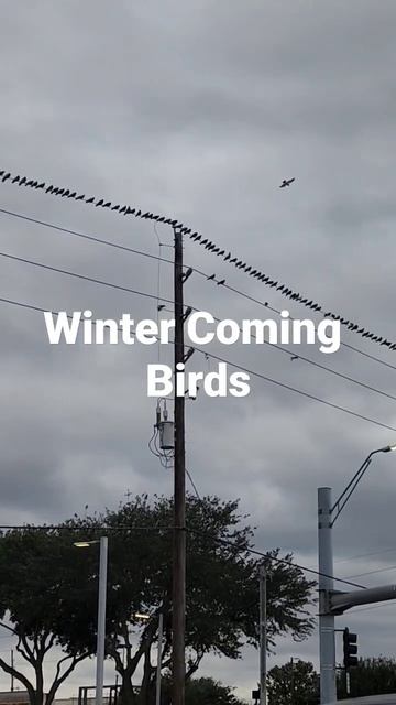 Winter Coming Birds#Shorts@Eti'sVlogHoustonUSA смотреть онлайн
