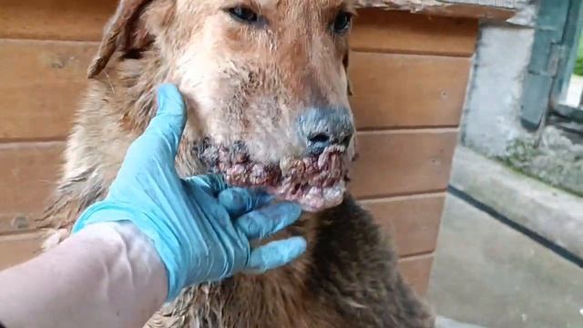 Тбилиси 🇬🇪 Грузия Приют Тамаза Элизбарашвили 🐕 💌 🍀 🙏 Paypal : Elizbarashvilidog@yahoo.com смотреть онлайн