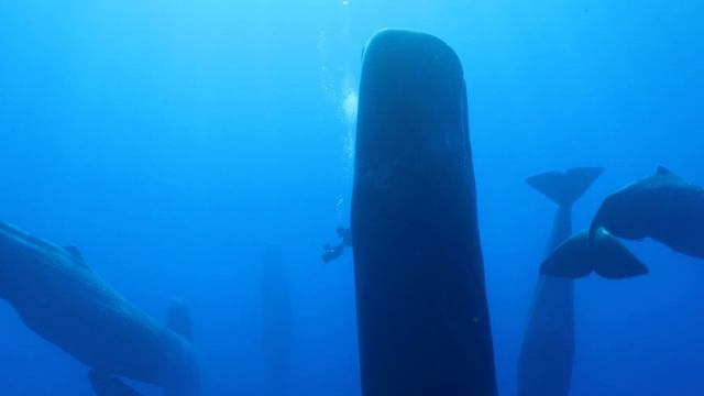 Sperm Whales смотреть онлайн