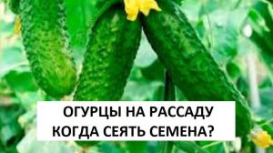 РАННИЙ УРОЖАЙ ОГУРЦОВ ГАРАНТИРОВАН. Посадка семян огурцов на рассаду для теплицы.