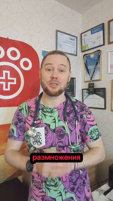 кастрация животных или стерилизация, это не одно и то же #скораяветеринарнаяпомощь смотреть онлайн