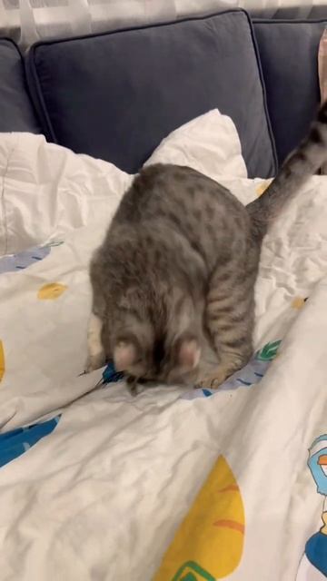 Кошка поймала мышку