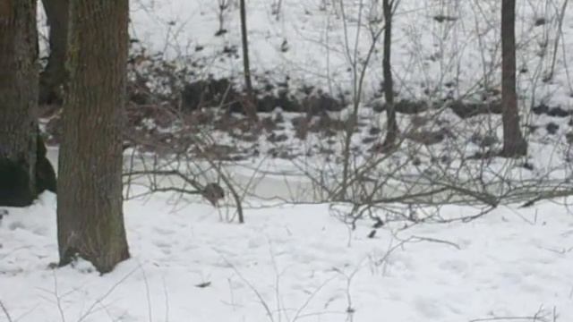 Ломится в прорубь