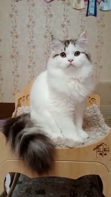 Котик хайленд страйт Кристалл смотреть онлайн