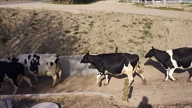 Корівки перший раз ідуть на пашу)))) смотреть онлайн