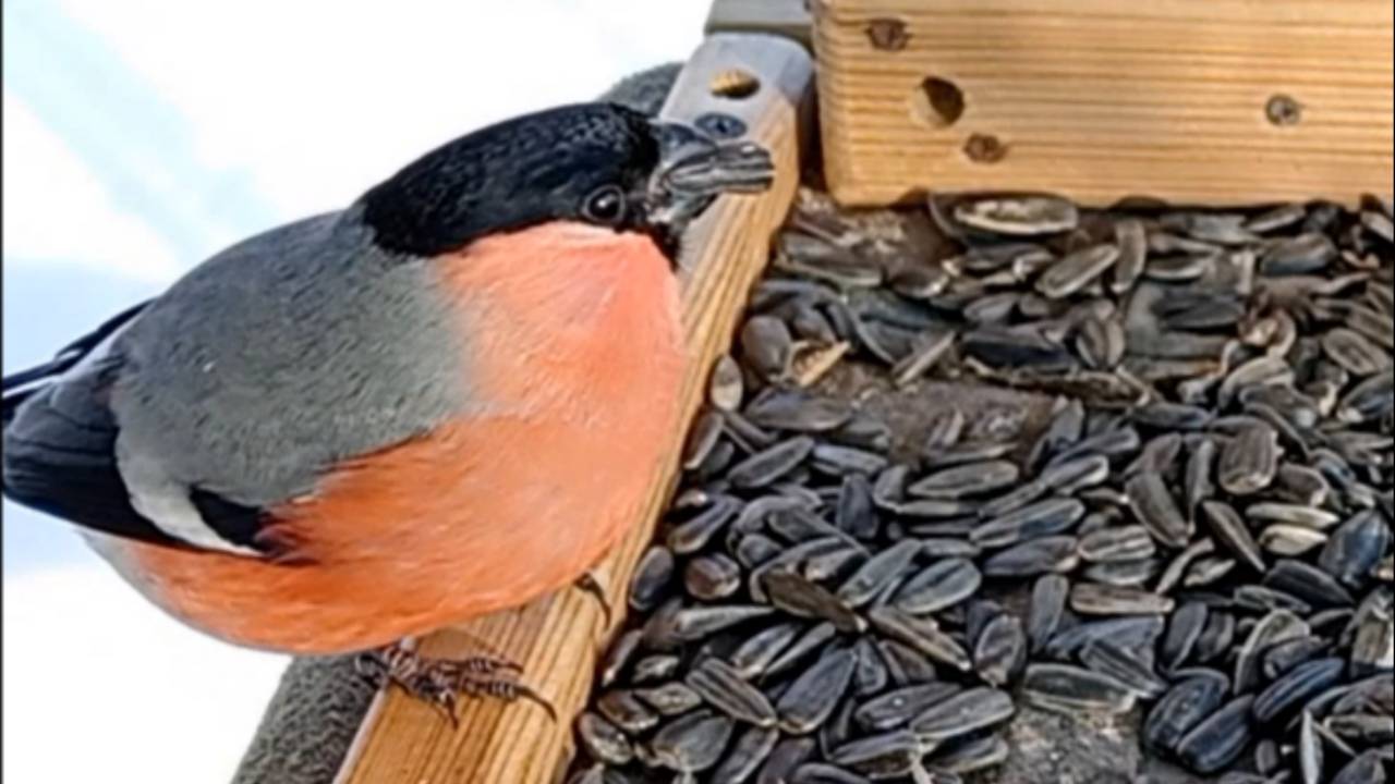 На кормушку прилетели Большие Синицы и Снегири (08.02.2025 года) смотреть онлайн