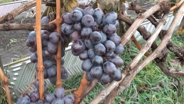 Виноград кишмиш казка та граф монте крісто смотреть онлайн