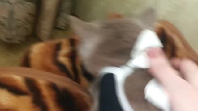 Стерилизовали кошку.Кот в гневе! У него были планы