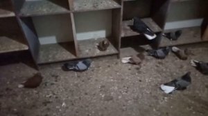 Мелитополь. Николаевские голуби.