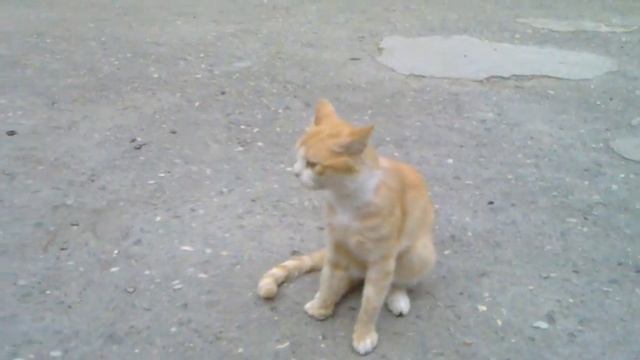 Придурошный кот-эпилепсик смотреть онлайн