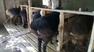 ГУСФАНД бизнес дар 1 мох 1400$ фойда дидан мумкин аст гусфандпарвари