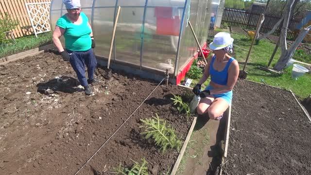 6 соток 13 - 14 мая 2021 года. Посадили картошку. Проредила огурцы..