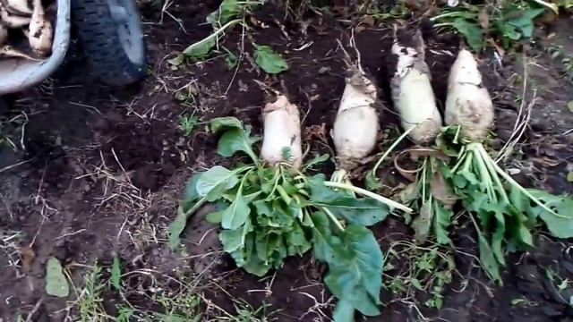 Сбор урожая свеклы Collection beet harvest 收集甜菜收穫 смотреть онлайн