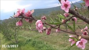 Персик, от набухания почек до первых плодов.