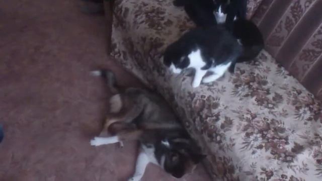 Собака кусака