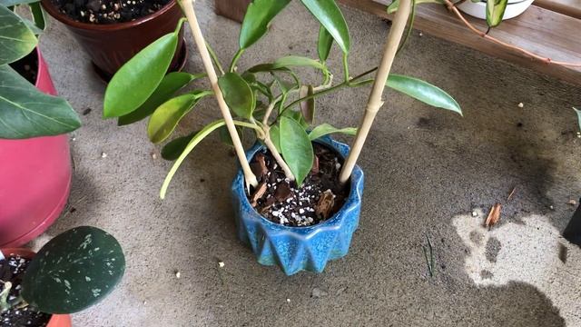 My Houseplant tour “Hoya Edition” смотреть онлайн