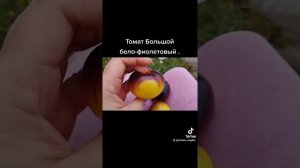 Обзор томата Большой бело - фиолетовый .