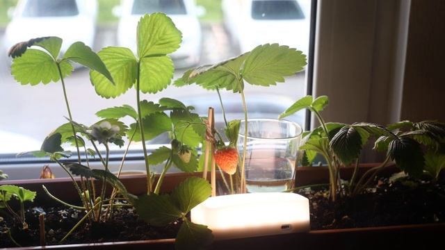 Growing strawberries on the windowsill (part 1 Tamlaps) 🍓 Выращиваю клубнику на подоконнике смотреть онлайн